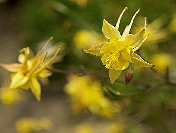 猫咪模拟器《模拟猫咪：农场动物》上架Steam